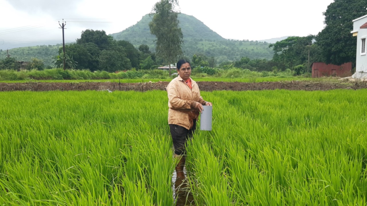 Bayer CropScience’s project for sustainable rice cultivation