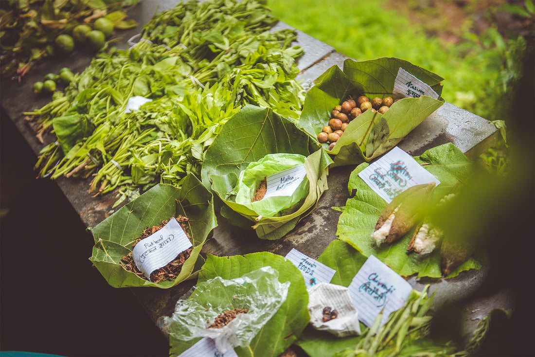 Bringing The Forest To Your Plate Ooo Farms Wild Food Festival