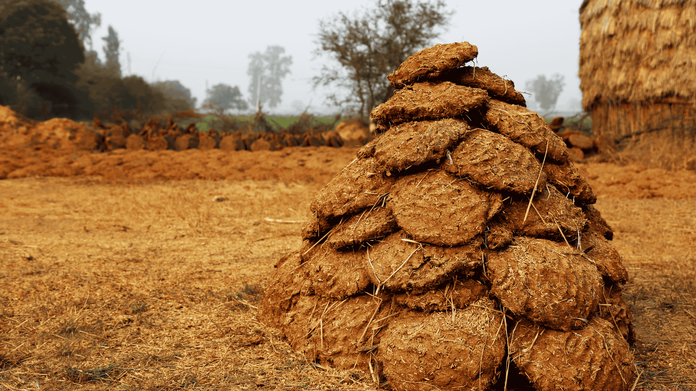 Cow Dung Export from India : Rural Byproduct is Greening Deserts